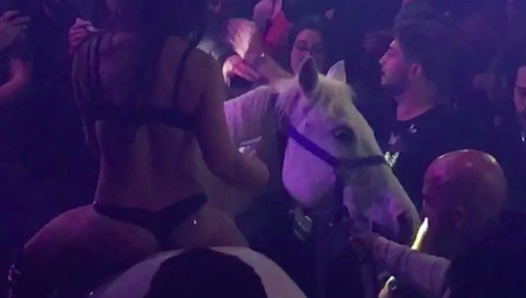 Horse in nightclub causes shut down