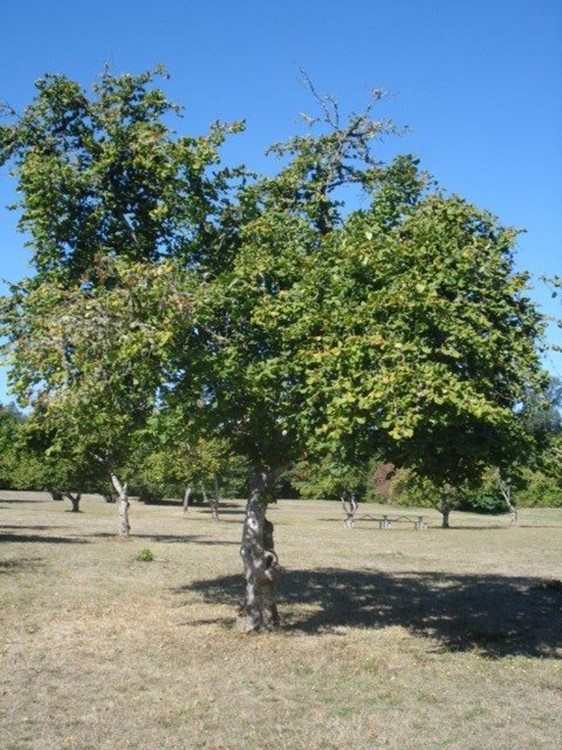 Magnus Tree Farm